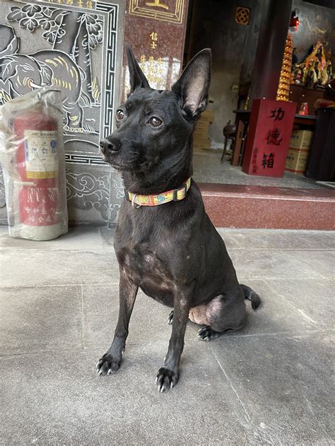 黑色土狗|台灣犬